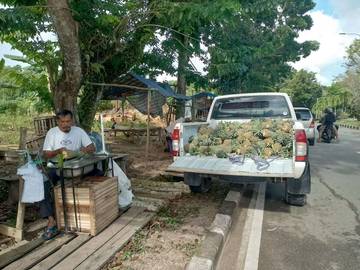 Petani di Nunukan Selatan Mulai Mengembangkan Nanas Madu 