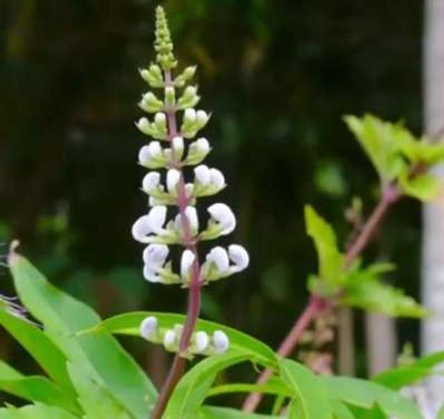 Manfaat Rumput Mengenal Manfaat dan Risiko Penggunaan Herbal Rumput Fatimah - RRI.co.id
