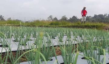 Memupuk Harapan, Menyambung Rantai Pangan Pascaerupsi Marapi