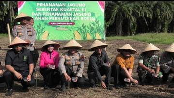 Penanaman Jagung Serentak Kuartal III Polres Pasbar