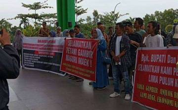 Petani Gambir di Limapuluh Kota Keluhkan Harga Anjlok