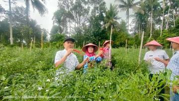 Nagari Sungai Gayo Lumpo Bagikan Cabai Pascabanjir