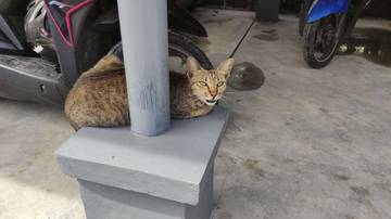 Memahami Kucing Muntah dan Cara Mengatasinya