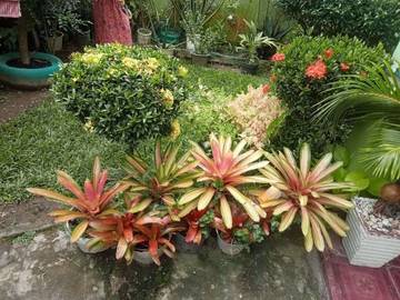Tips Menanam Bunga Agar Subur dan Berbunga Optimal