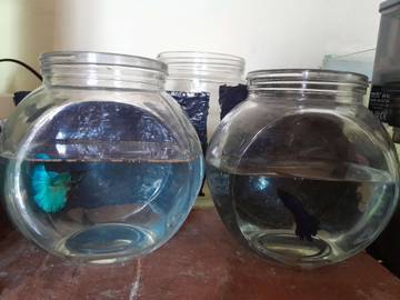 Tips Beternak Ikan Cupang Agar Sukses dan Menguntungkan