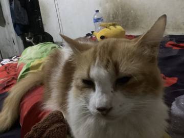 Tips Merawat Kucing Persia Agar Sehat dan Nyaman