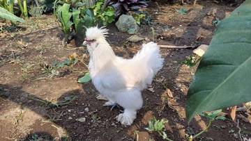 Tips Beternak Ayam Hias Agar Sehat Bernilai Tinggi