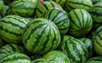 Tips Menanam Pohon Semangka Agar Tumbuh Subur
