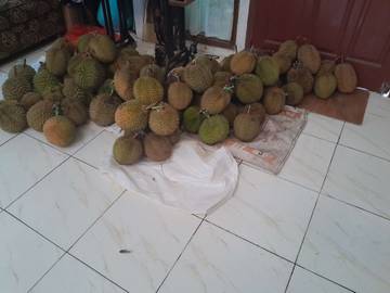 Cara Menanam Durian Agar Tumbuh Subur dan Berbuah