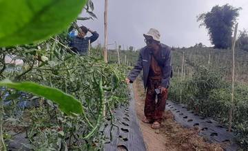Petani Cabai Solok Andalkan Pupuk Indonesia Hadapi Kemarau