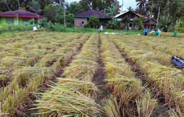 Pemprov Sumbar Siapkan Pemulihan Lahan Pertanian Pascabencana