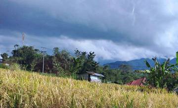 Pemkab Solok Pulihkan Sawah Rusak Pascabencana