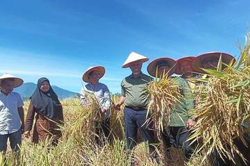 Luas Panen Padi Sumbar 2025 Menurun
