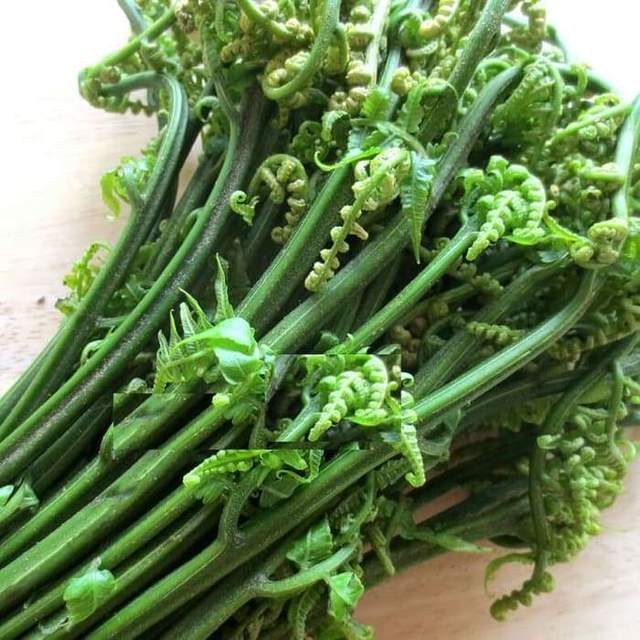 Tumbuhan Pakis Ternyata Kaya Akan Kandungan Gizi 