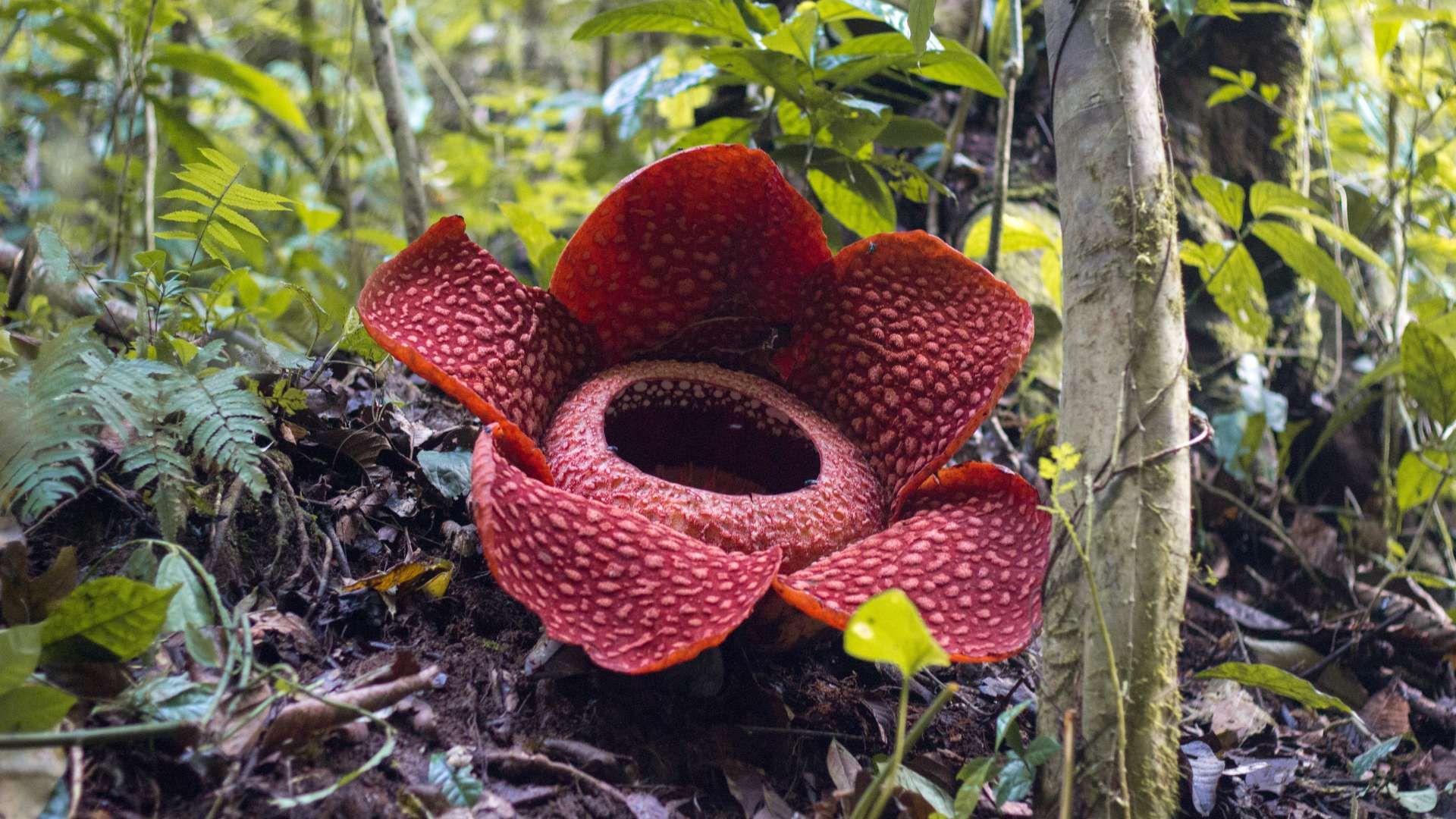 Rafflesia, Bunga Raksasa Langka yang Menawan - RRI.co.id