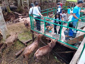 Rusa di Nyaru Menteng Jadi Daya Tarik Pengunjung 