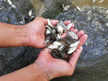 Benih Ikan Minim, Kalteng datangkan Dari Surabaya Dan Semarang