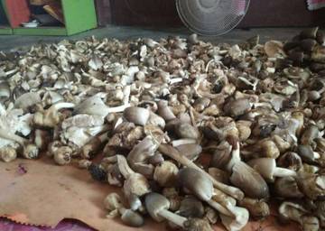 Jamur Sawit, Limbah Kelapa Sawit Menjadi Sumber Penghasilan 