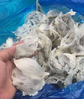 Harga Sarang Burung Walet Anjlok, Pembudidaya Menjerit