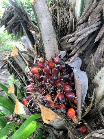 DBH Kotim Sebagai Daerah Penghasil Sawit Terbesar Turun Drastis 
