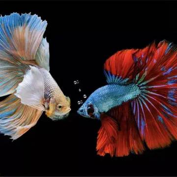 Tantangan Dalam Pelihara Ikan Cupang