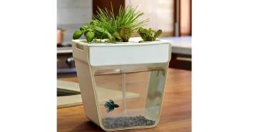  Aquarium Mini Diatas Meja Kantor untuk Menambah Estetika