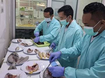 Waspada Konsumsi Ikan Hasil Aktivitas 'Destructive Fishing'