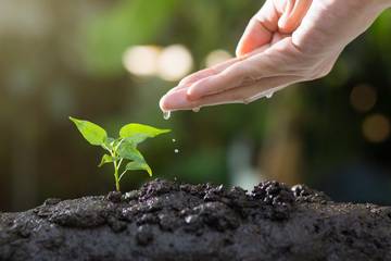 Tips Mulai Berkebun dari Menanam Bibit Sendiri