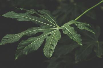 Melunakkan Daging Tanpa Presto? Daun Pepaya Solusinya!