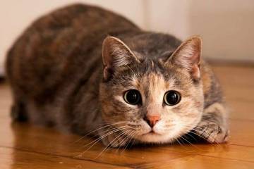 Pecinta Kucing di Palangka Raya Kian Meningkat 