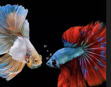 Cara Mudah Pelihara Ikan Cupang untuk Anak Kost