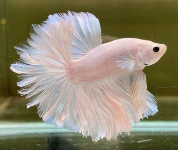 Mengenal Jenis-Jenis Ikan Cupang