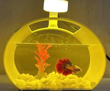 Rawat Ikan Cupang di Rumah, Ini Tips Simpelnya