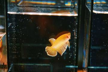 Tips Memilih Akuarium Sesuai Jenis dan Ukuran Ikan