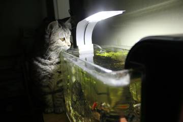 Manfaat Lampu LED untuk Tanaman dan Ikan di Aquascape
