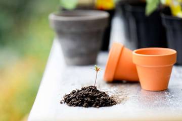 Berkebun di Rumah Jadi Rutinitas yang Menenangkan
