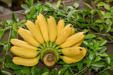 Agar Tidak Salah Pilih Pisang, Kenali Tingkat Kematangannya