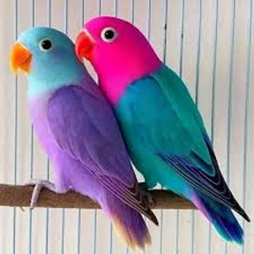 Peluang Usaha Mengeluti Hobi Pelihara Burung Lovebird