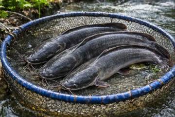 Kandungan Protein Lele Sungai dan Lele Budidaya 