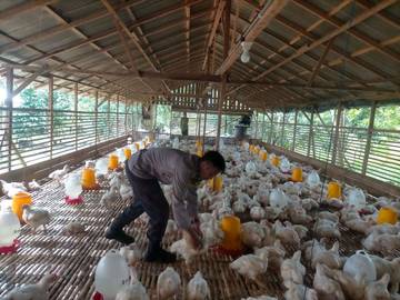 Peluang Usaha Peternakan Ayam di Palangka Raya Masih Terbuka