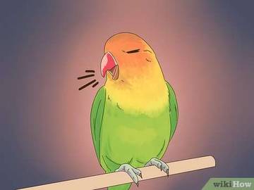 Belajar Cara Merawat Lovebird