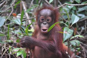 Anggota DPRD Kalteng Soroti Keberlangsungan Hidup Primata di Hutan