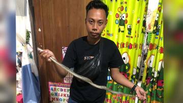 Warga Panik, Ular Sawa Mengintai Dibalik Rak Piring