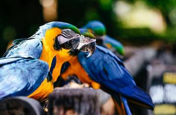 Asal Usul Burung Macaw Berwarna Eksotis