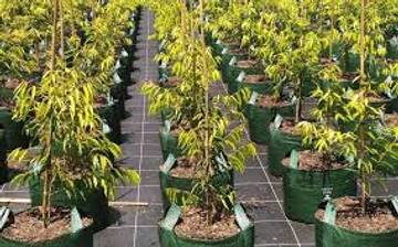 Bertanam Menggunakan Planter Bag Diminati Masyarakat