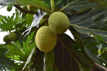 Buah Sukun, Camilan Bernutrisi