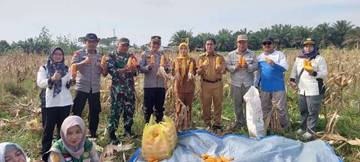 Panen Jagung BUMDes Lamantuha Sejahtera Desa Pasir Panjang