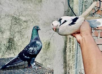 Tips Merawat Burung bagi Pemula