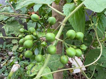Cempokak, Si Buah Kecil Banyak Manfaat