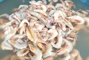 Tips Mengolah Udang Segar Tanpa Bau Amis